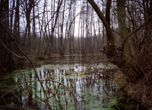 Naučná stezka Údolím Labe (mezi Lysou nad Labem a Čelákovicemi)